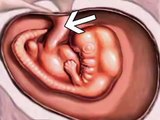 Fetal Development Week 7 (Pregnancy Health Guru)