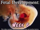 Fetal Development Week 6 (Pregnancy Health Guru)
