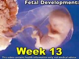 Fetal Development Week 13 (Pregnancy Health Guru)