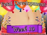 Fetal Development Week 10 (Pregnancy Health Guru)