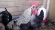 Death Metal Rooster