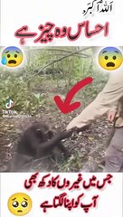 Allah Tala ki makhalook ka karnama Dekho