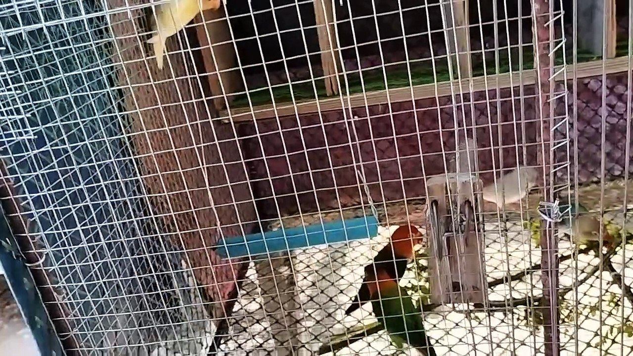 pair cage daw