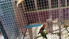 pair cage daw