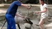 Reindeer Attacks Zoo Keepers In Antwerp Zoo