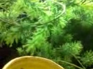 le dernier jugement du poisson rouge 2