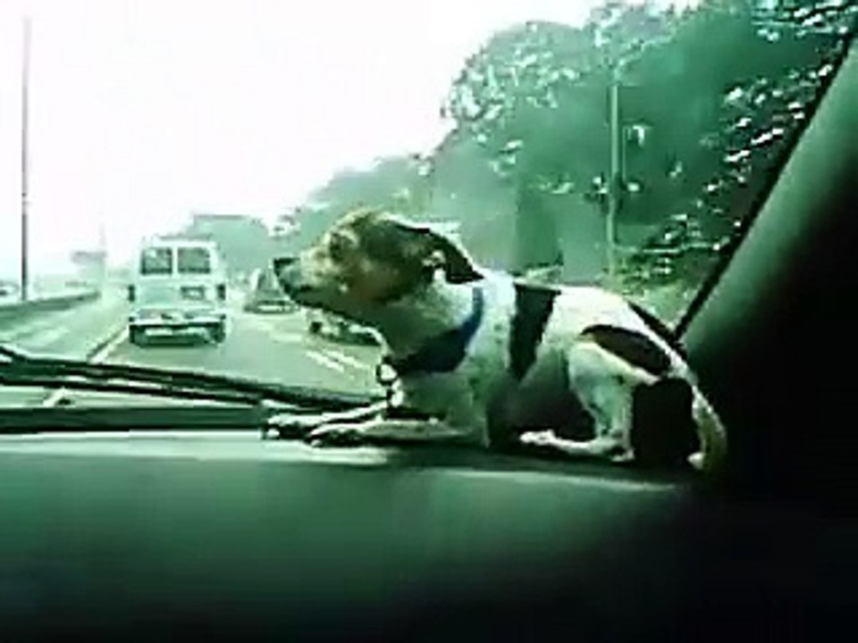 the dogs hate wipers Vídeo Dailymotion
