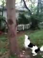 Dog Climbs Tree for Frisbee