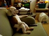 English Bulldog watching TV (Family Guy)