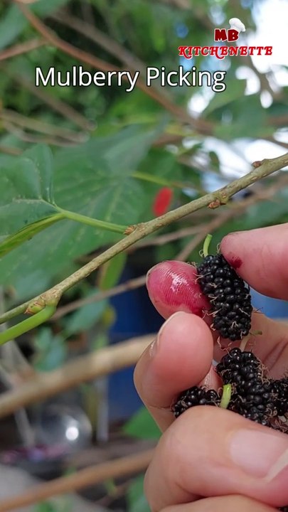 Backyard Mulberry Picking