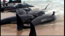 Pilot whales stranded on New Zealand beach