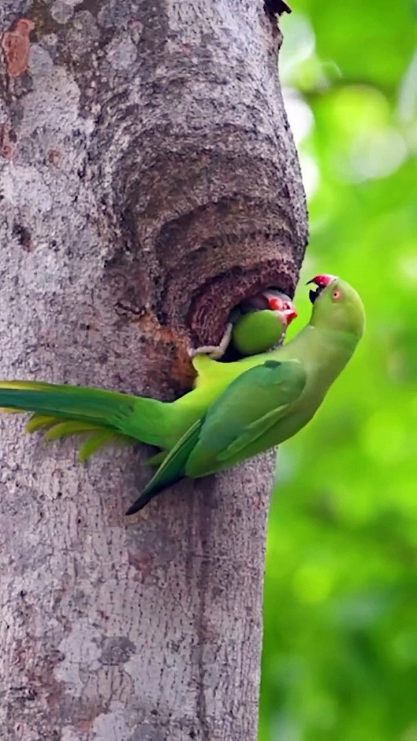 ⁣(4K) Breathtaking Colorful Birds of the Rainforest - 1HR Wildlife Nature Film + Jungle Sounds in UHD