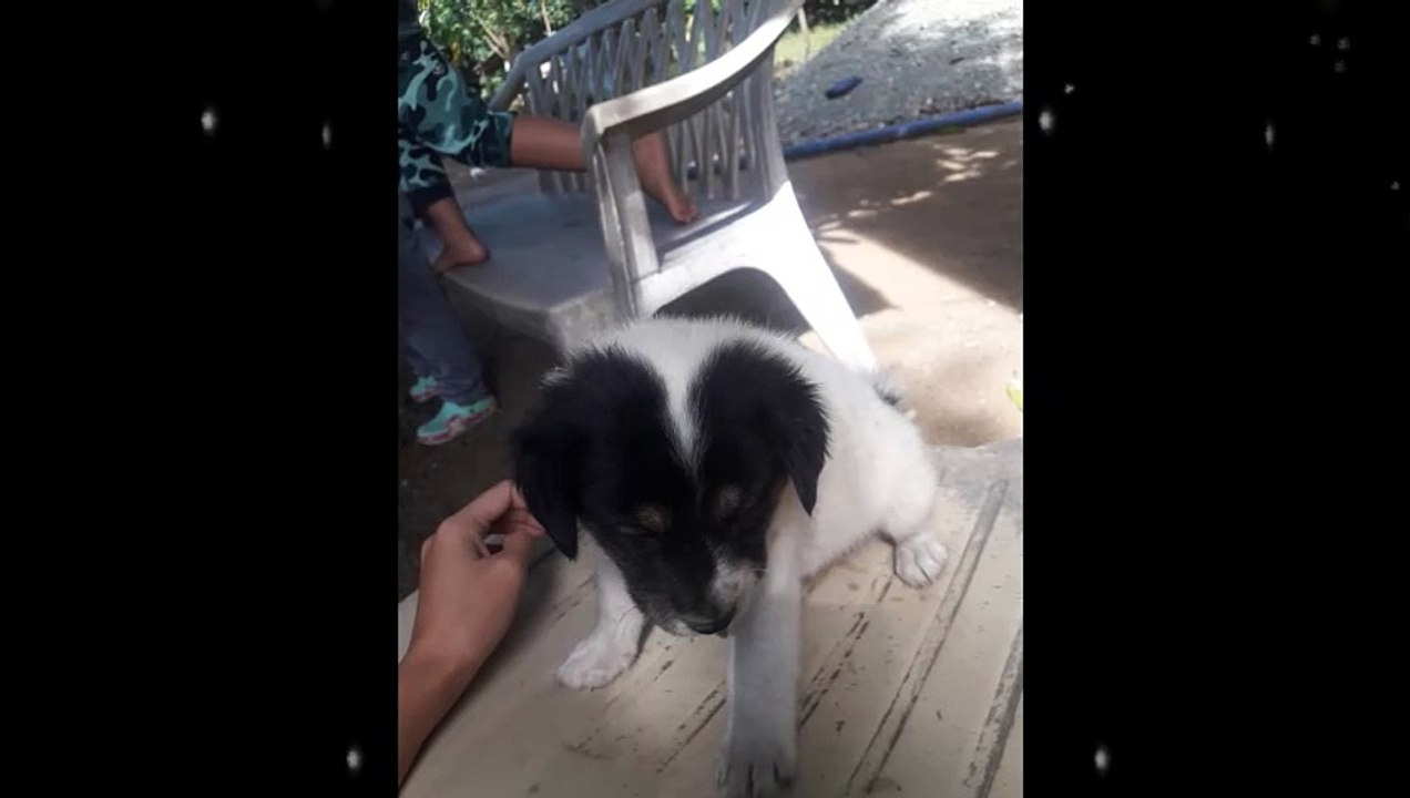 cutedog