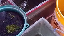 Guppies