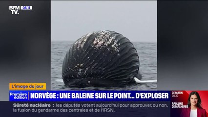 Au large de la Norvège, un pêcheur tombe sur le cadavre d'une baleine sur le point d'exploser
