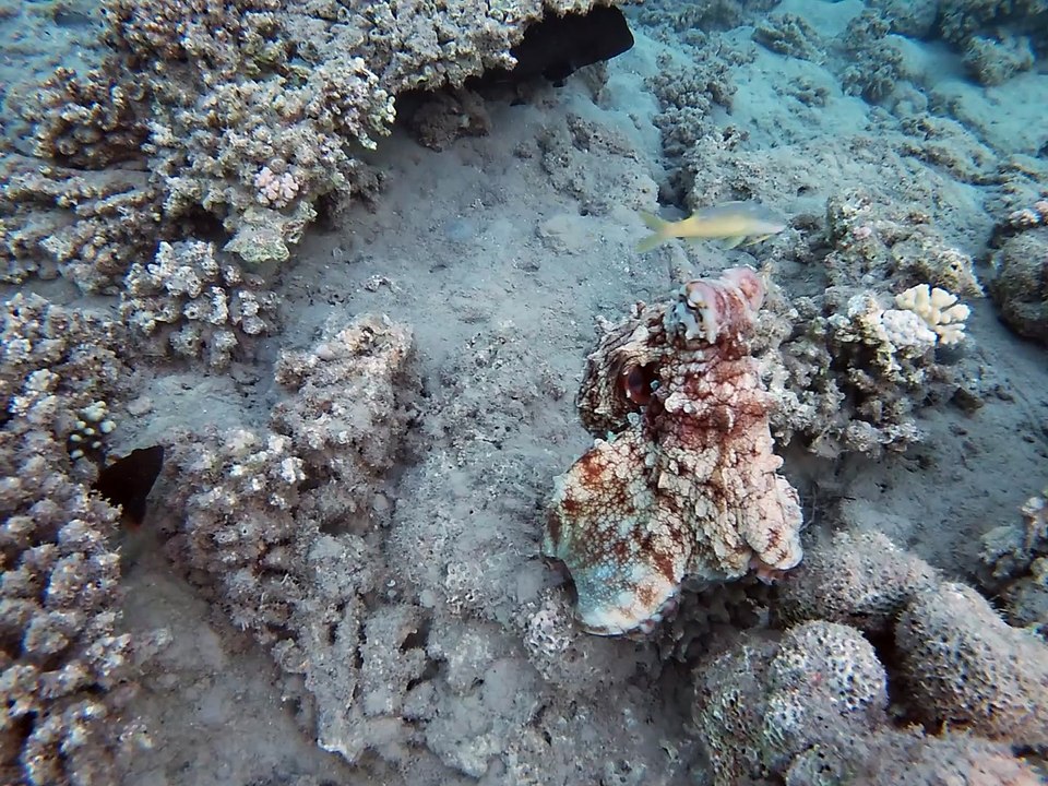 Lahami Bay: Show(wo)man kleiner Krake