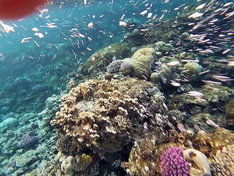 Lahami Bay: Big Boss am Big Reef