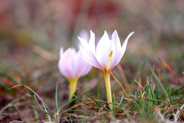 Erzurum'a bahar geldi:  Çiğdemler çiçek açtı