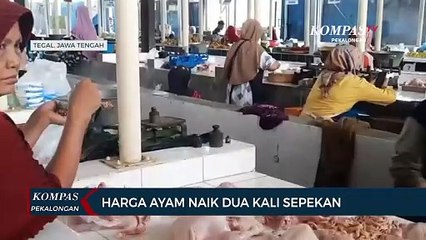 Harga Ayam Tembus Rp 46 Ribu/Kg di Tegal! Pedagang & Pembeli Menjerit, Kenapa?