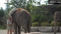 Trata de Montar un Elefante y se Humilla Frente a Todos