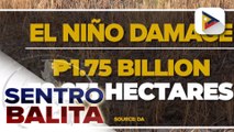 Pinsala ng El Niño sa sektor ng agrikultura, pumalo na sa P1.75-B ;