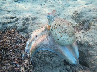 Lahami Bay: Immer munterer kleiner Krake am Hausriff