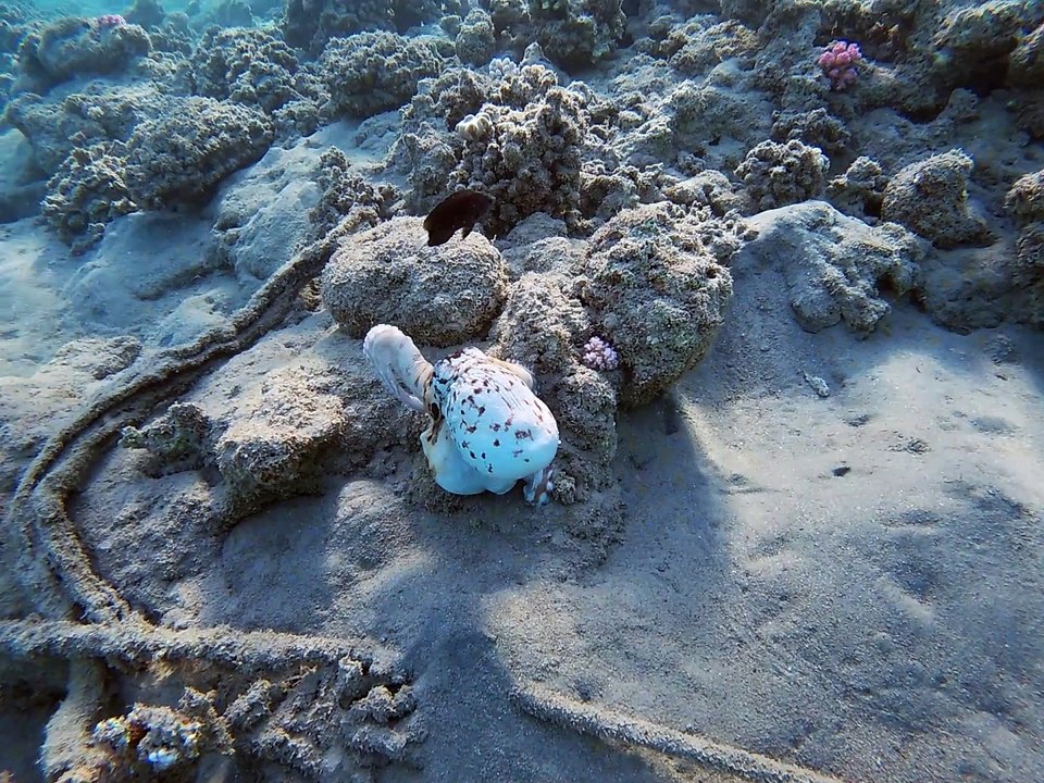 Lahami Bay: Jetzt reicht's ihm langsam mit dem Gezupfe