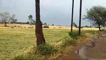 Video: तेज हवाओं के साथ बारिश ने मचाई ऐसी तबाही, खेतों में बिछ गई फसल