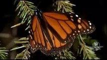 Llegan menos mariposas monarcas a Michoacán