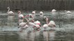 Baharın müjdecisi flamingolar, Tuz Gölü'ne kuluçka için değişmeye başladı