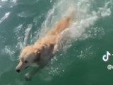 Il cane salta nell'oceano e cerca di fare amicizia con un delfino