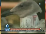 Gaviotas con latas cerveza en el cuello Crueldad contra animales