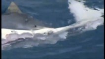 Tiburones filmados comiendo  ballena