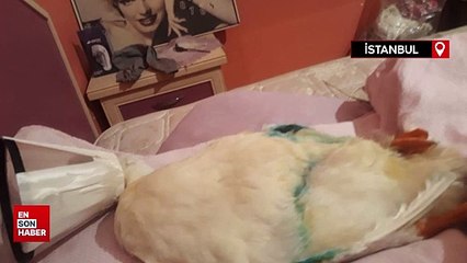 Ördeğine otomobil çarpan kadın savcılığa şikayette bulundu