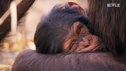 Unsere lebende Welt - S01 Trailer (Deutsche UT) HD