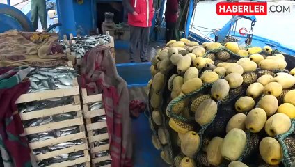 Mersinli balıkçılar 'balon balığı avcılığına yönelik teşvik'ten memnun