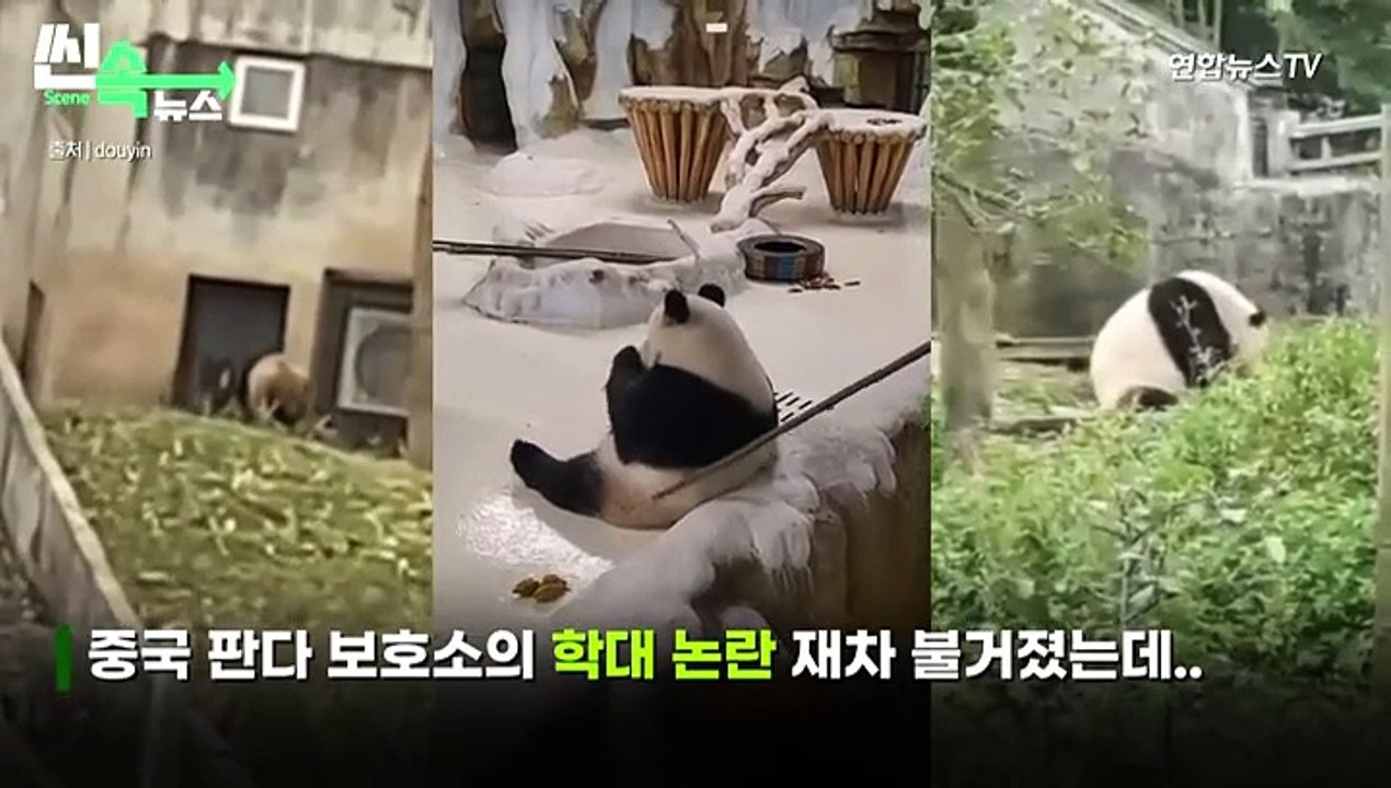 [씬속뉴스] 푸바오 중국행 코앞인데..삽으로 '퍽퍽' 판다 때린 中사육사 발칵
