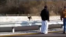 Rescatan a dos ciervos del congelado Río Mississippi