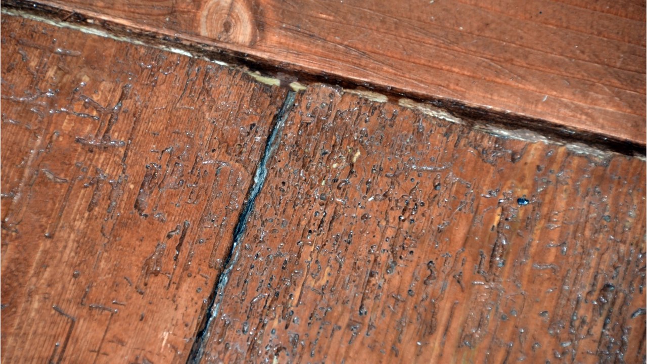 Holzwurm bekämpfen: was tun gegen den holzwurm?