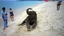 Bebe elefante Jugando en la Playa...