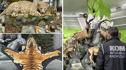 85 yaşındaki avcının kaçak hayvan müzesi... Türkiye'deki son Anadolu kaplanını öldürmüş