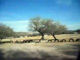 Balacera de sicarios en Río Verde, San Luis Potosí (Miguel Hidalgo)