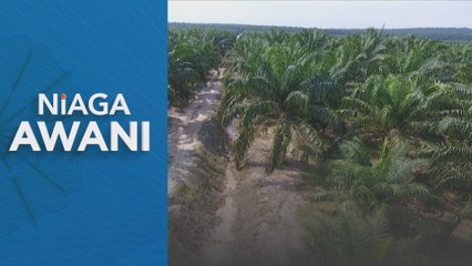 Harga minyak sawit mentah tertinggi dalam tempoh 12 bulan