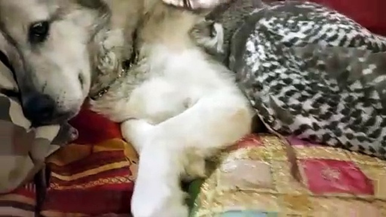 Meet the unlikely best friends - dog who is pals with OWLS and loves to cuddle and go on walks with them