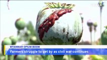 War-Torn Myanmar Sees Opium Boom as Farmers Turn to Poppies