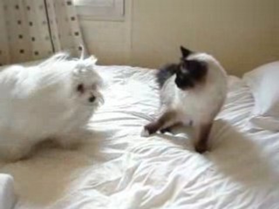 Cookie & Ulysse