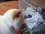 Ratón ataca a un gato...