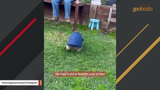 Australian couple goes on vacation, returns home with wombats