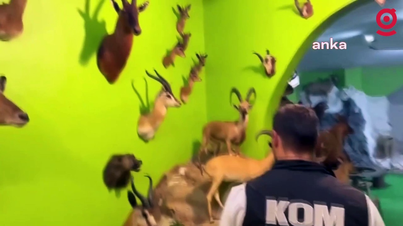 İstanbul'da piyasa değeri yaklaşık 75 milyon lira olan dondurulmuş hayvan ele geçirildi