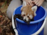 Il video di un dolce e raro cucciolo di panda rosso